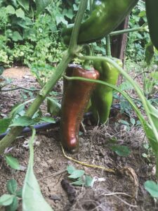 crops-for-2024