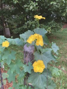 crops-to-grow