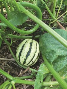 crops-to-grow