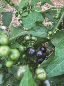 crops-for-2024