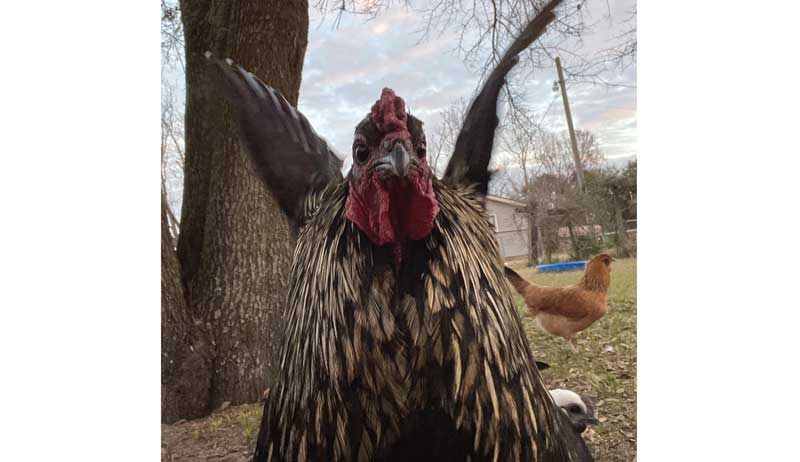 Shutterclucks
