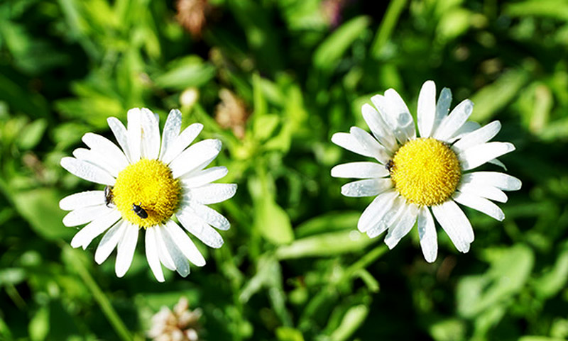 daisies weeds weed cutter