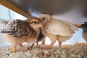 chicken-disease