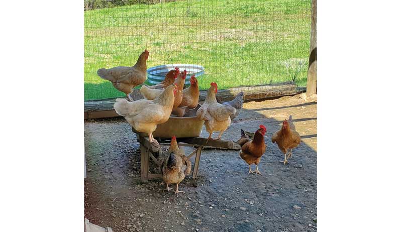shutterclucks