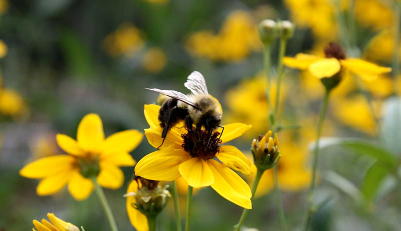 bumblebee on flower