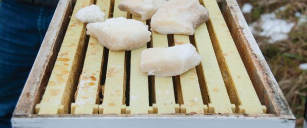 Honeybees Often Need Winter Help To Sustain Hive Health