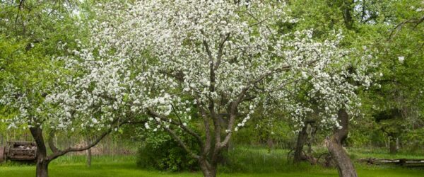 Apple Tree Varieties: Why DNA Testing Can Make Sense