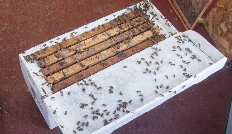 purchase bees