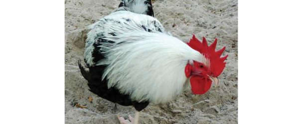 Can You Identify This Mystery Chicken Breed?