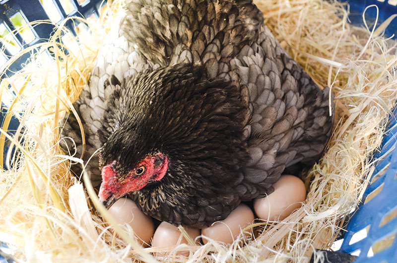 hen nest double-yolk eggs broody hen