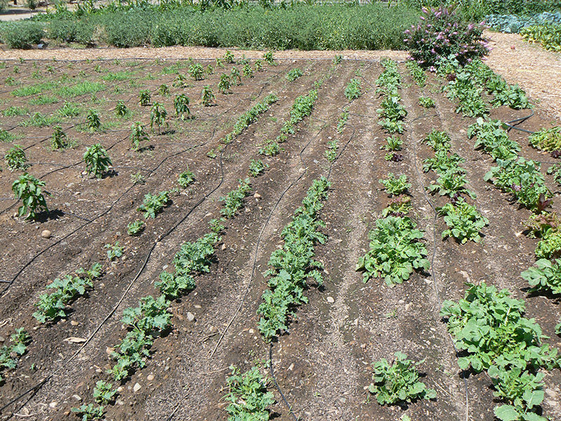 During drought, it's important to water crops, but be contentious about your water usage. 