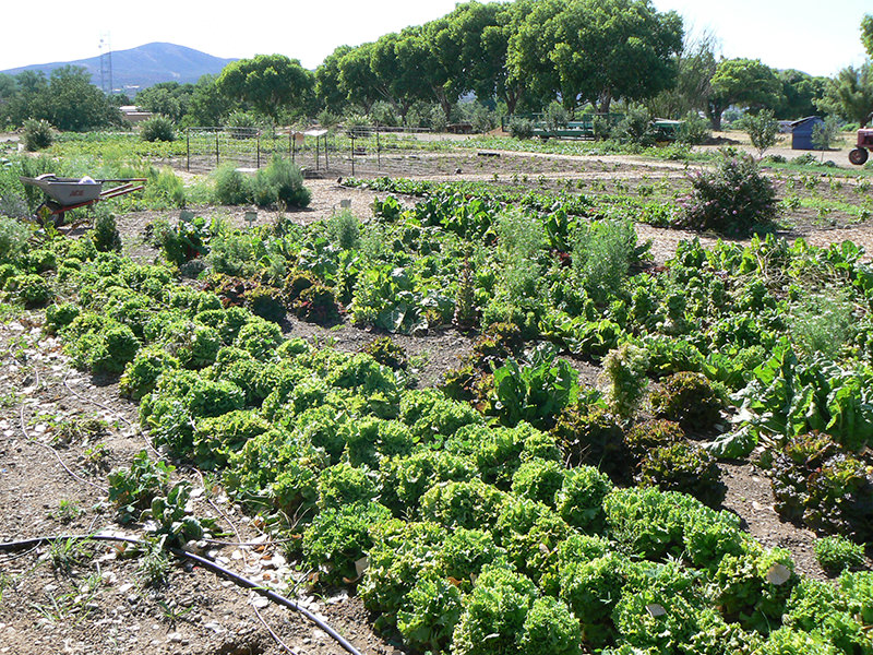 Utilize trenches in drought conditions to get water closer to the roots. 