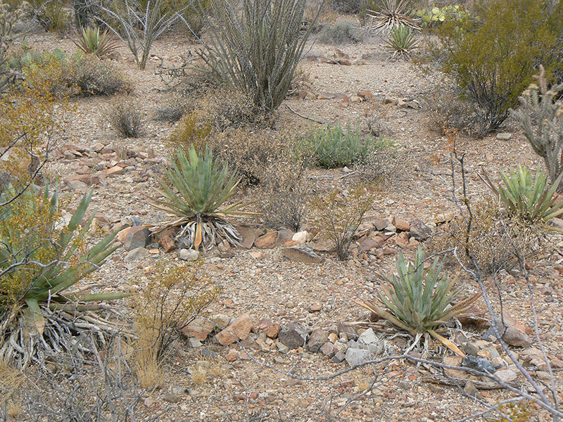 Grow native and heat-tolerant plants in dry climates.