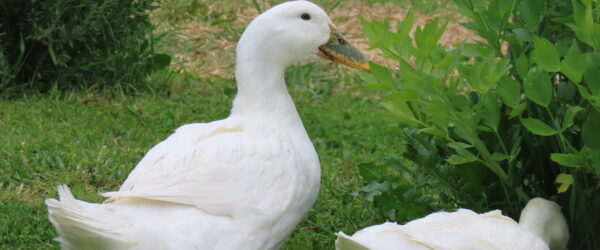 Ducks in the Garden: Perfect Companions