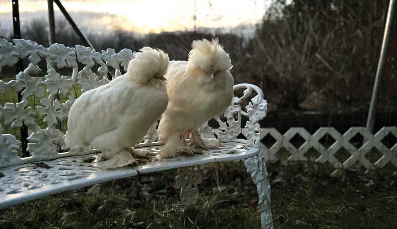 chicken chickens photos gallery