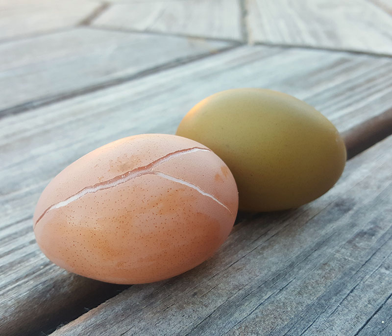 eggs freezing frozen prevent