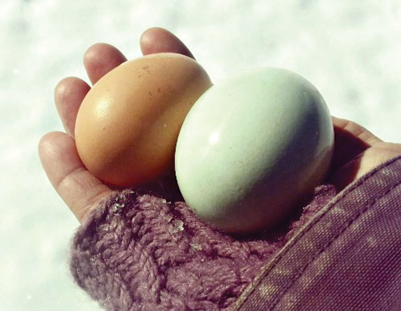 eggs freezing frozen prevent