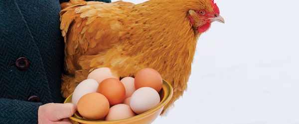 How to Prevent Frozen Chicken Eggs in Cold Weather