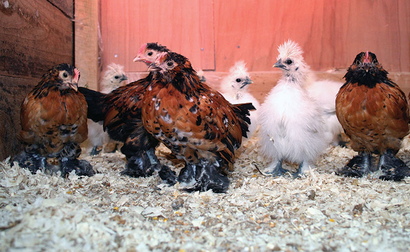 eggs freezing frozen prevent