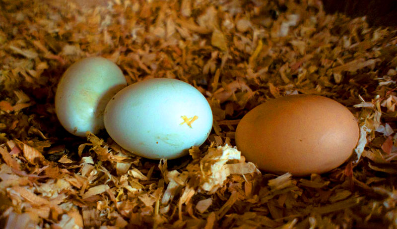 farm eggs salmonella