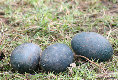 Farm-raised emus can provide a number of products, including beautiful, large, green eggs. Photo courtesy Adam Axon/flickr