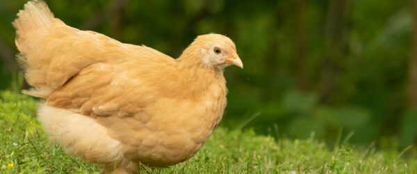 25 Facts About Chickens You May Not Know