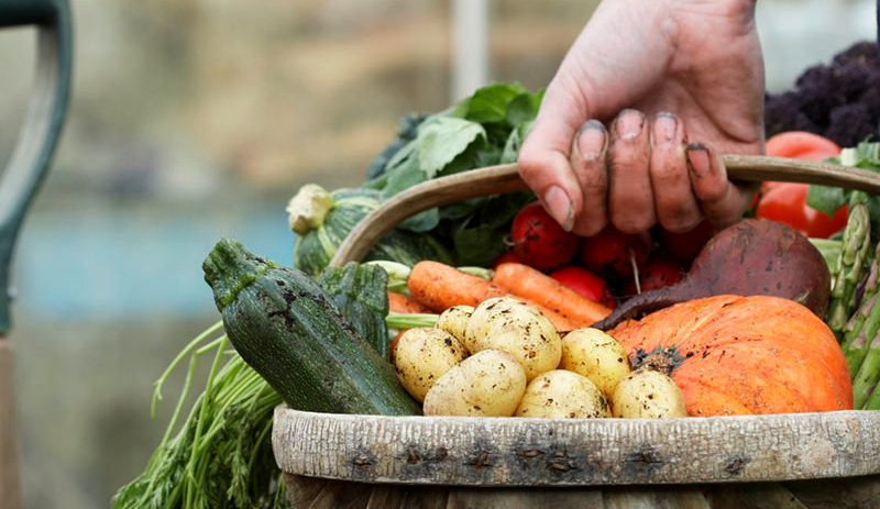 fall garden cleanup