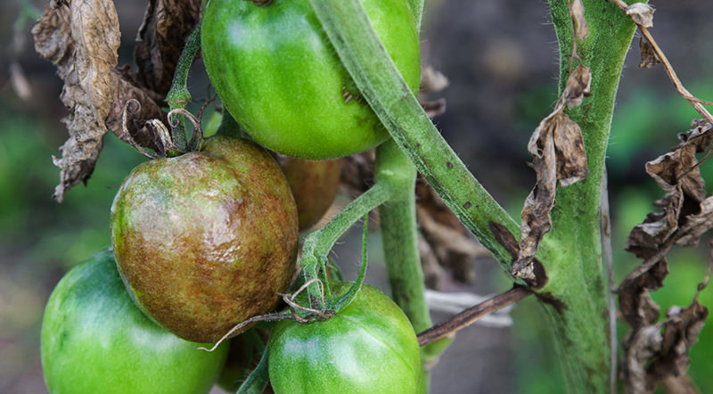 fall garden cleanup