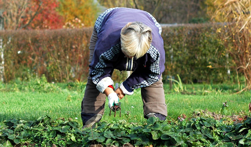 fall garden cleanup