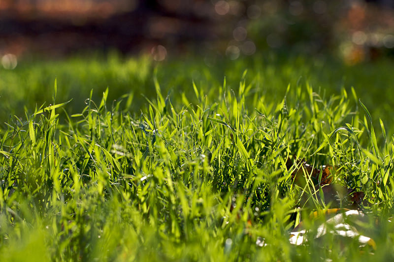 fall garden cleanup