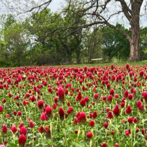 red tulips in area for farm photoshoots