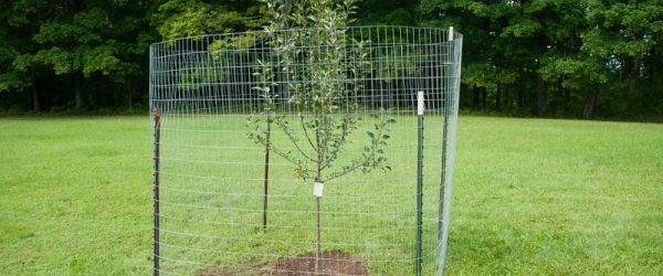 How to Make a Simple Deer Fence To Protect Fruit Trees