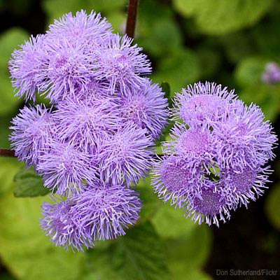 7 Self-Sowing Annuals I Love (HobbyFarms.com)