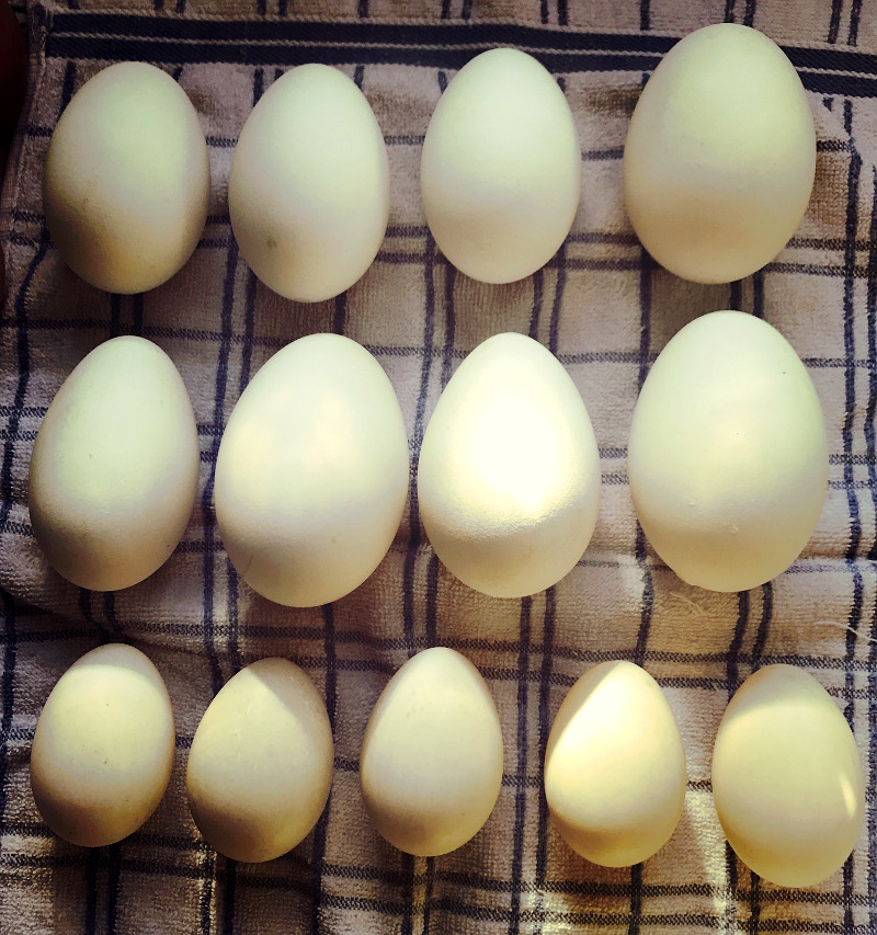 geese and duck eggs from backyard poultry keeping