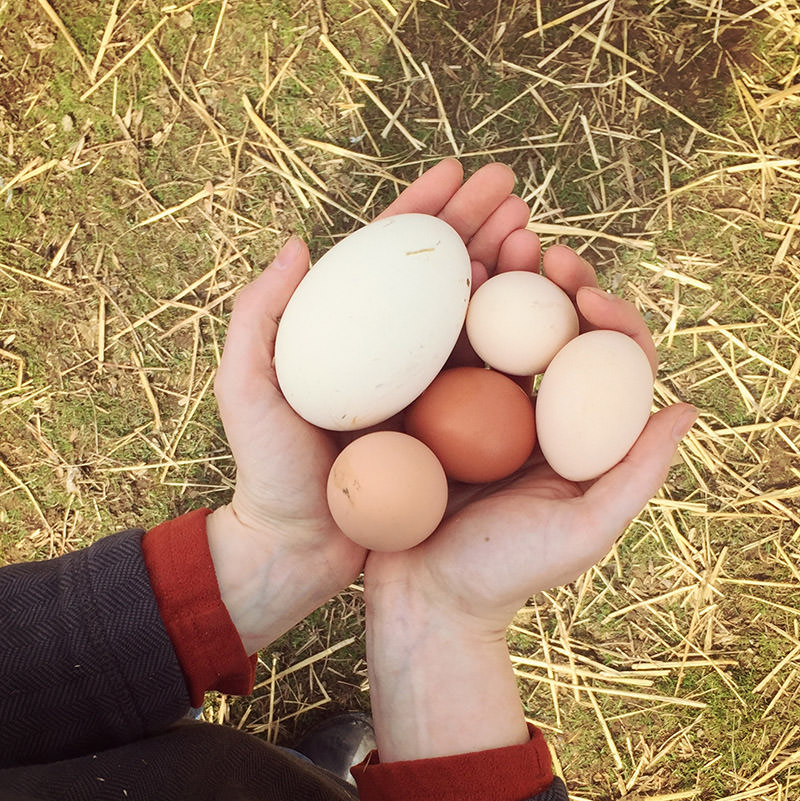 eggs
