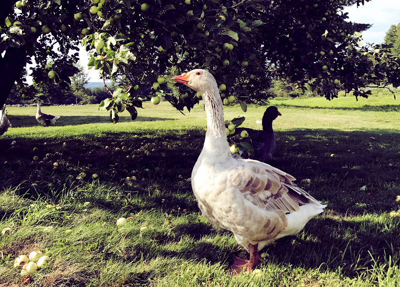goose standing by eggs in the grass on poultry keeping farm