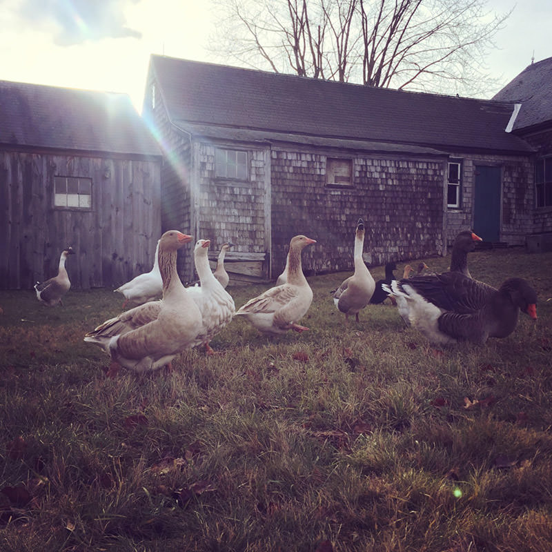 geese on farm