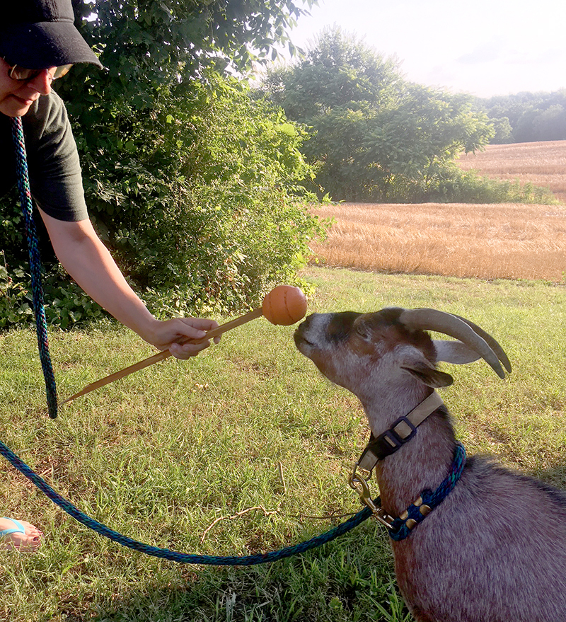 goats clicker training