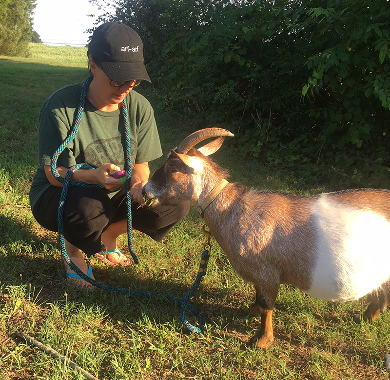 goats clicker training