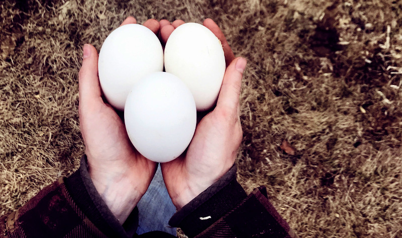 goose eggs