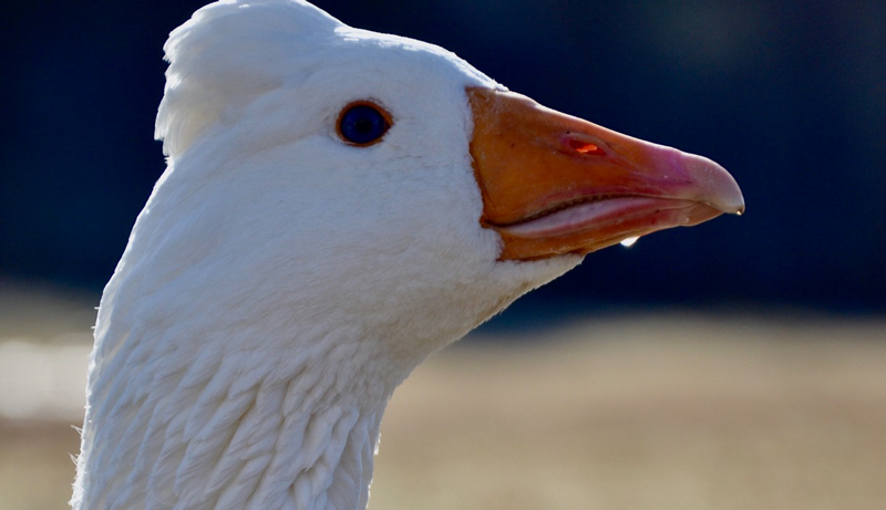 guard geese