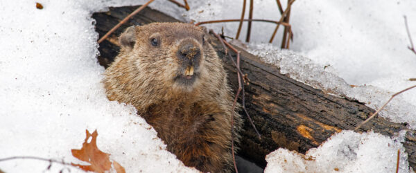 Groundhogs on the Farm: All About these Fabled Rodents