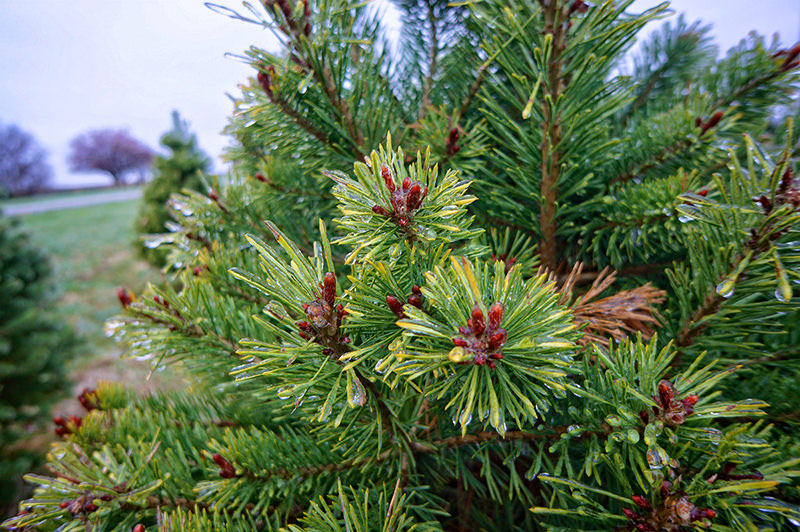 grow christmas tree