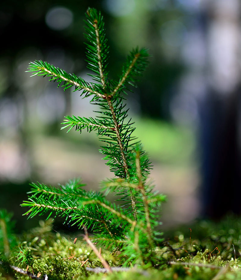 grow christmas tree