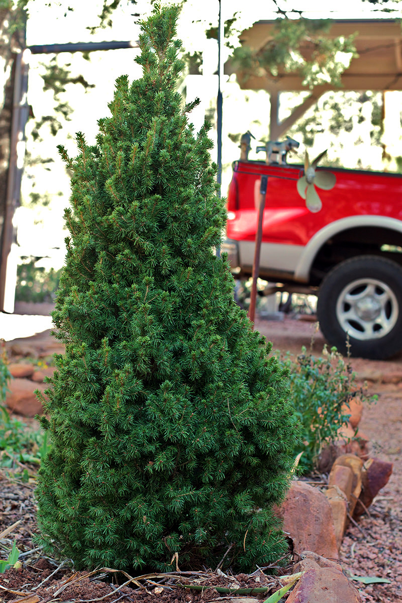 grow christmas tree