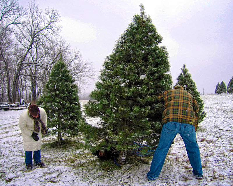grow christmas tree