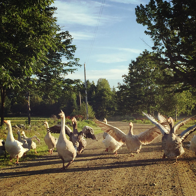 flock of geese