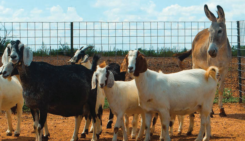 livestock guardian animals donkey donkeys