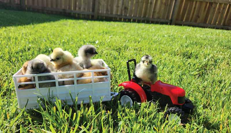Best of Cluck