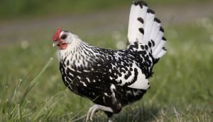 hamburg-chicken